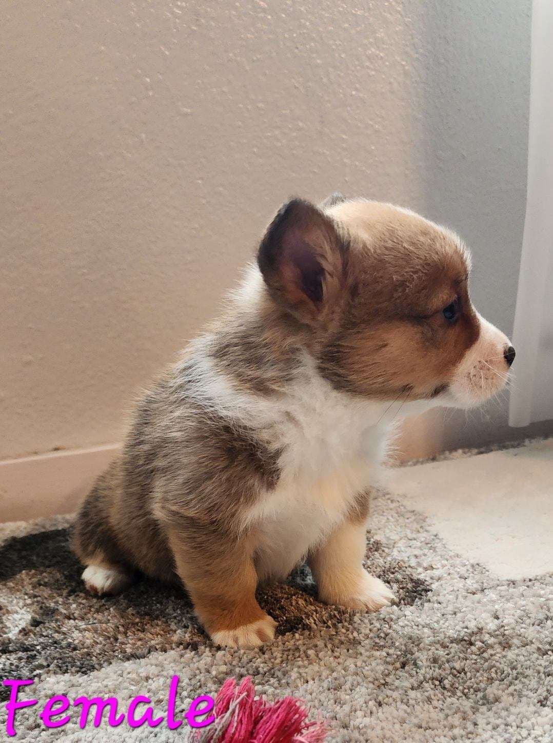 Pembroke Welsh Corgi Puppies breeder image 16
