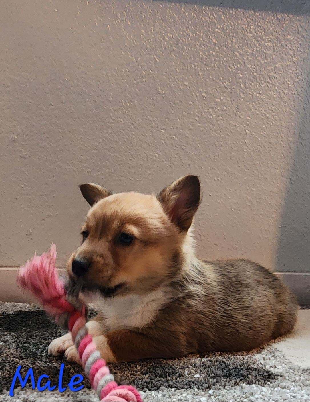 Pembroke Welsh Corgi Puppies breeder image 17