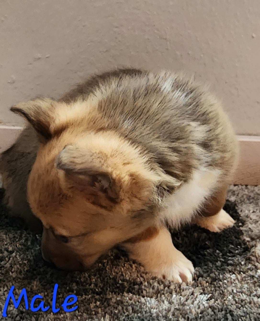 Pembroke Welsh Corgi Puppies breeder image 18