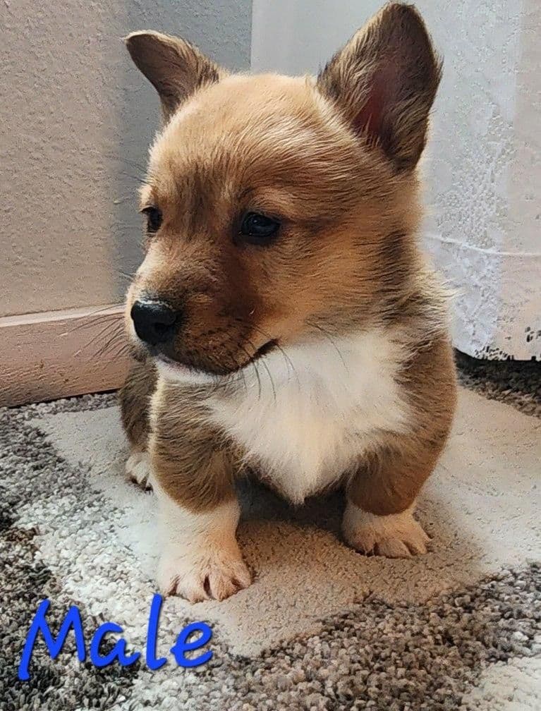 Pembroke Welsh Corgi Puppies breeder image 19