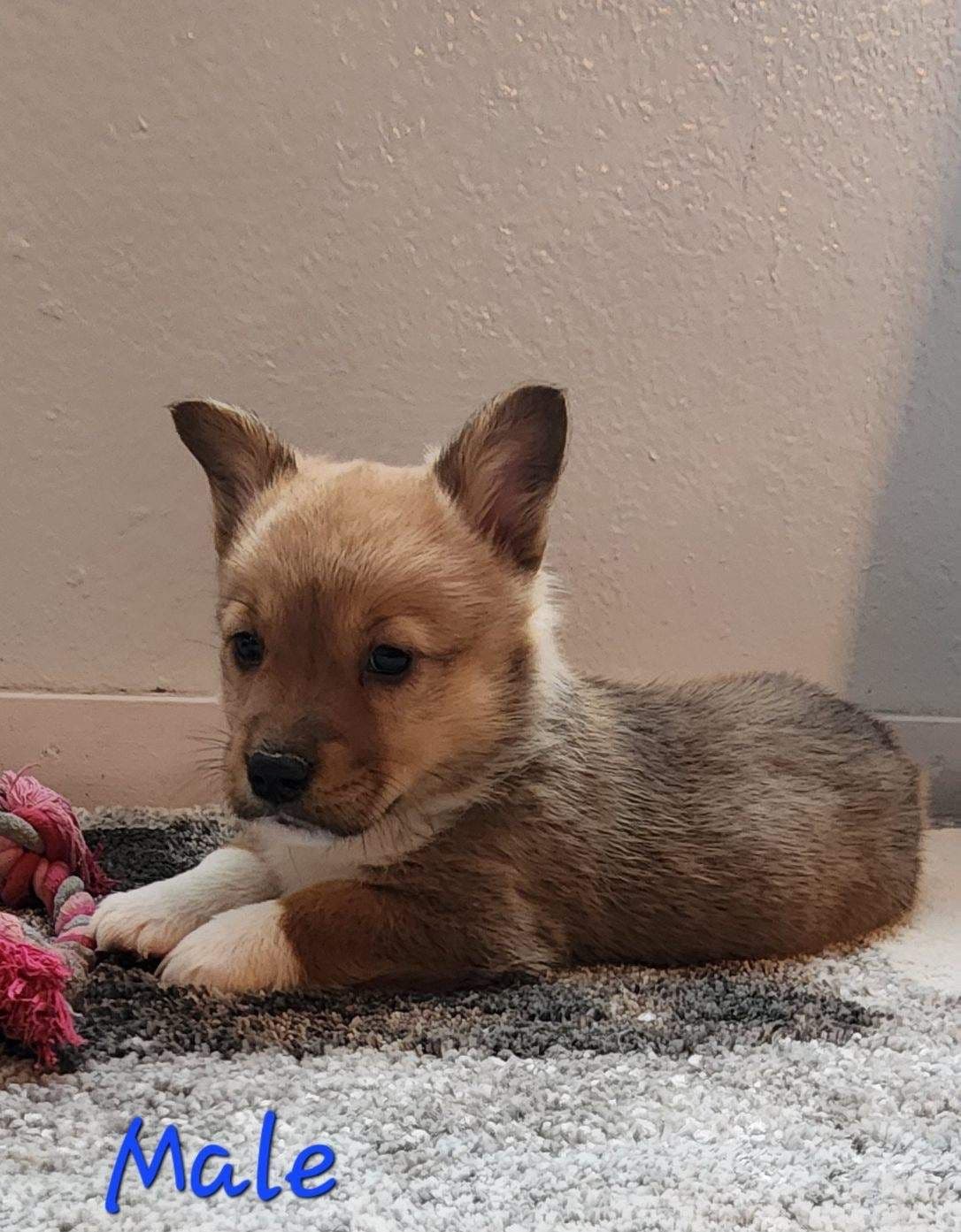 Pembroke Welsh Corgi Puppies breeder image 20