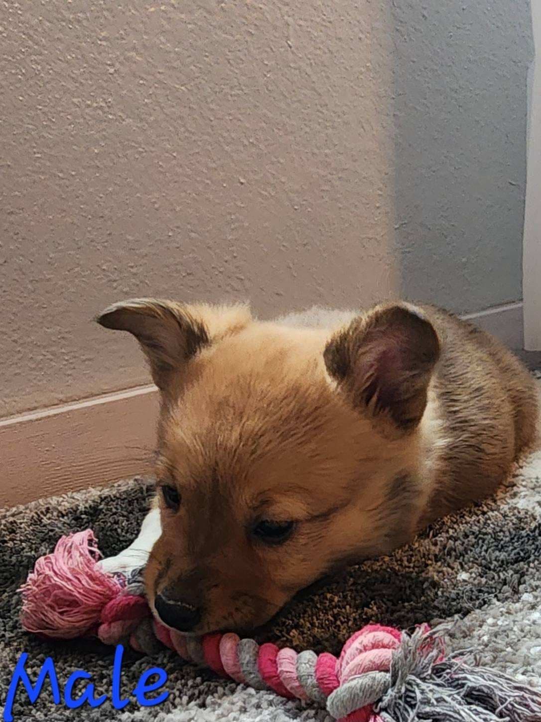 Pembroke Welsh Corgi Puppies breeder image 21