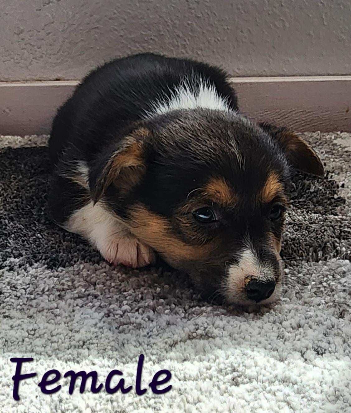 Pembroke Welsh Corgi Puppies breeder image 22
