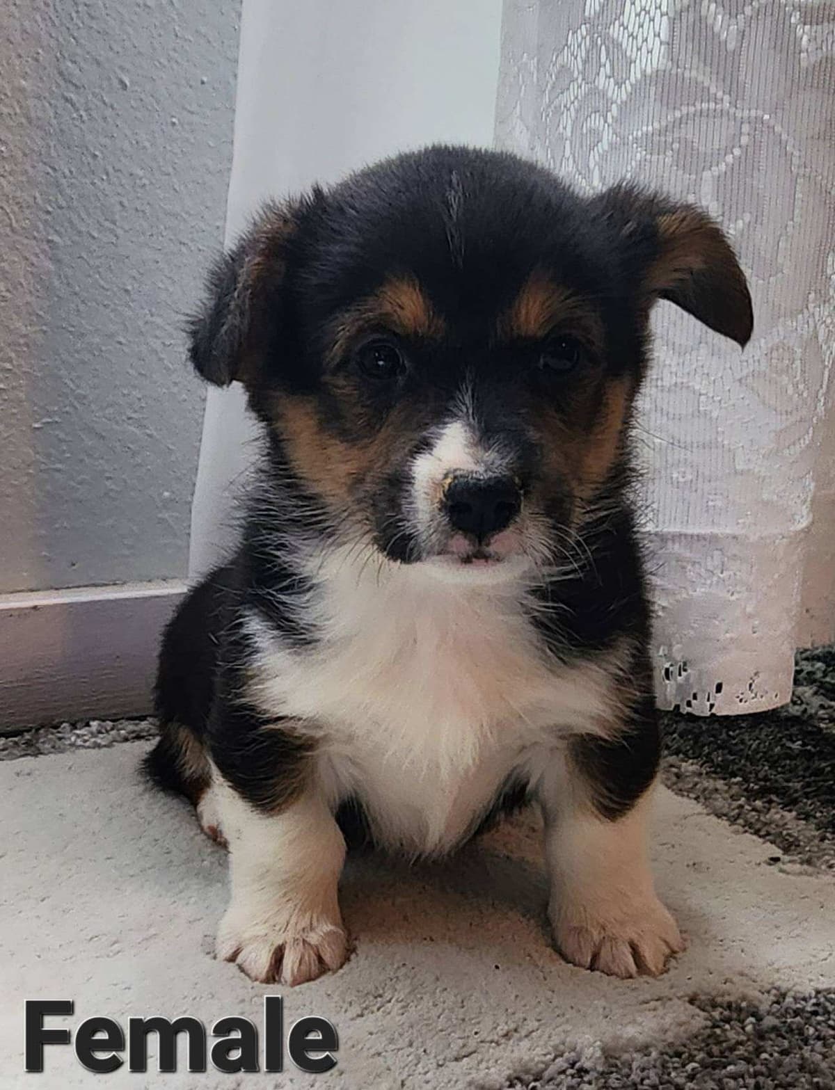Pembroke Welsh Corgi Puppies breeder image 23