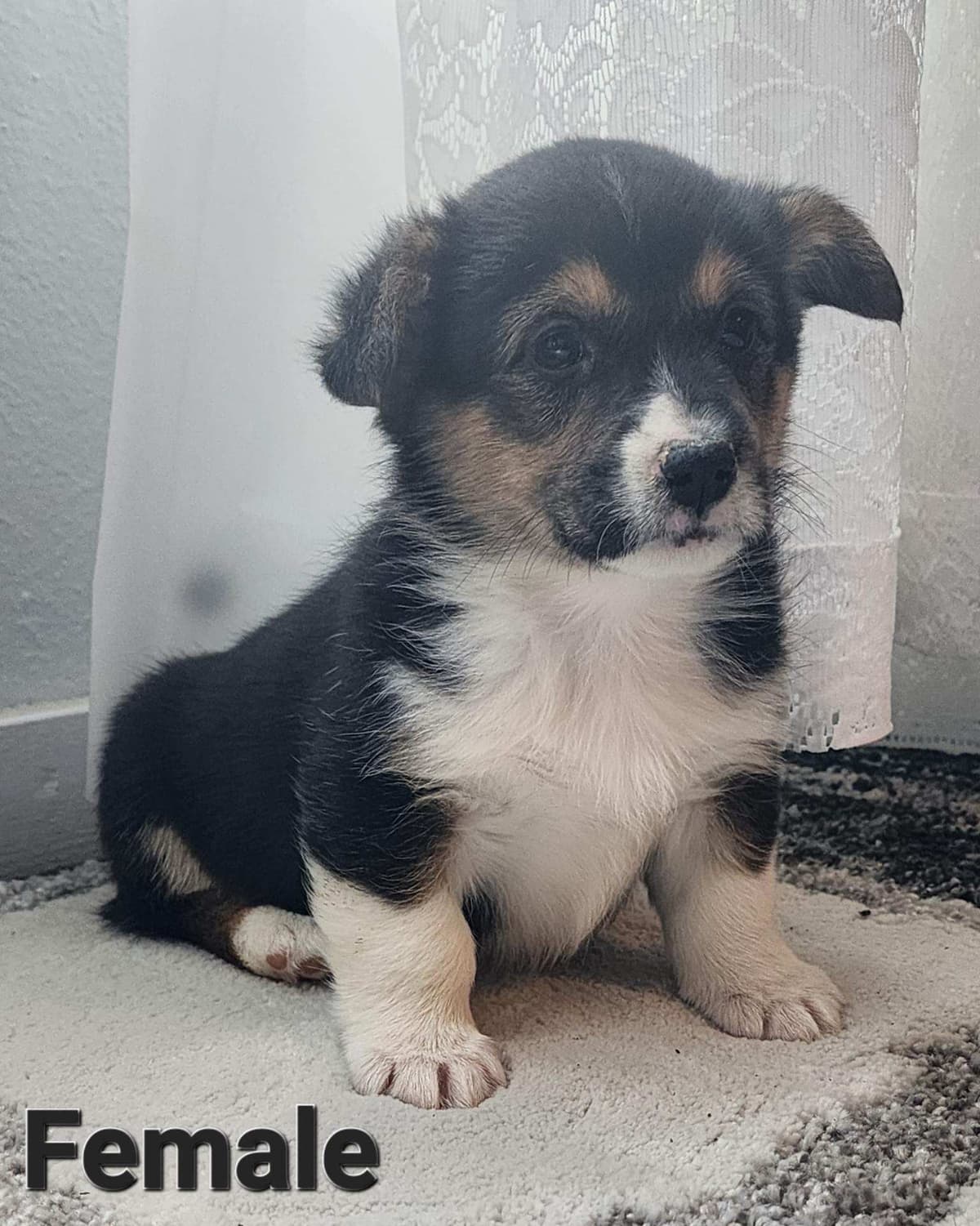 Pembroke Welsh Corgi Puppies breeder image 25