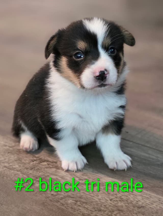 Pembroke Welsh Corgi Puppies media 2