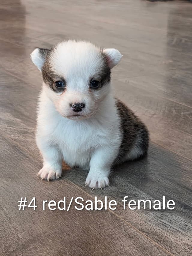 Pembroke Welsh Corgi Puppies media 3