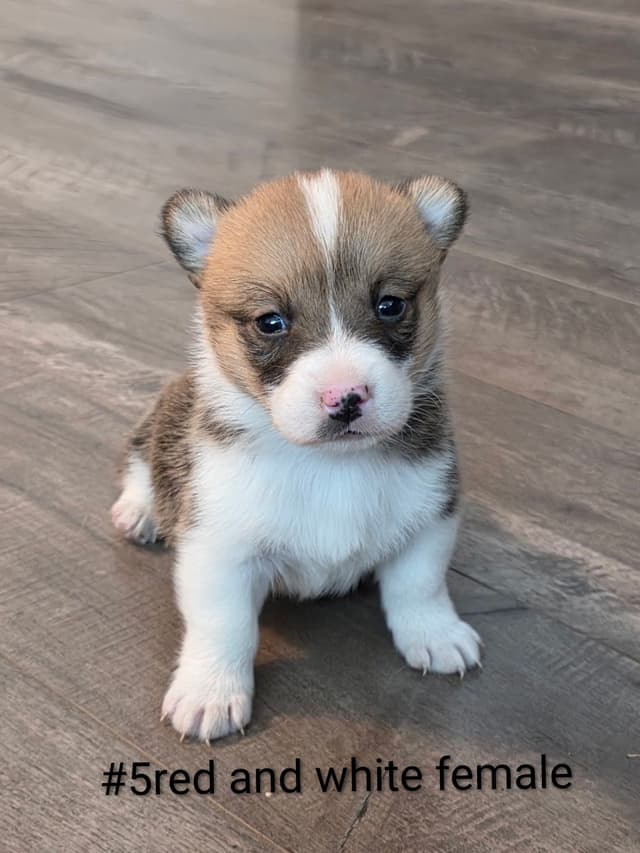 Pembroke Welsh Corgi Puppies media 4