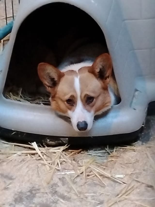 Pembroke Welsh Corgi Puppies media 6