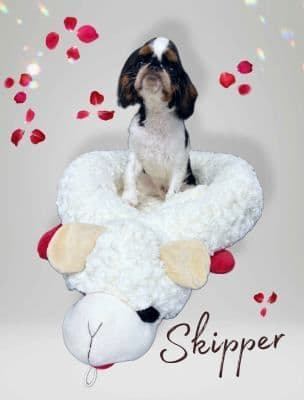 English Toy Spaniel Puppies media 2