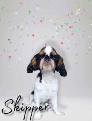 English Toy Spaniel Puppies media 3