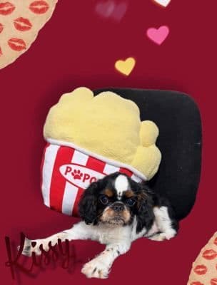 English Toy Spaniel Puppies media 4