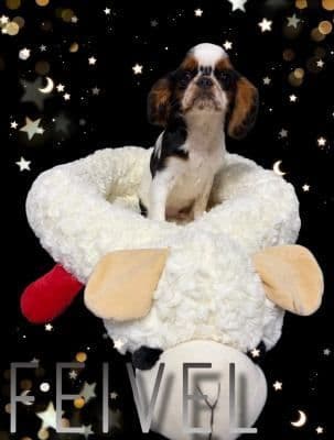 English Toy Spaniel Puppies media 5