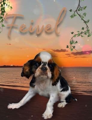 English Toy Spaniel Puppies media 6