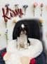 English Toy Spaniel Puppies media 7