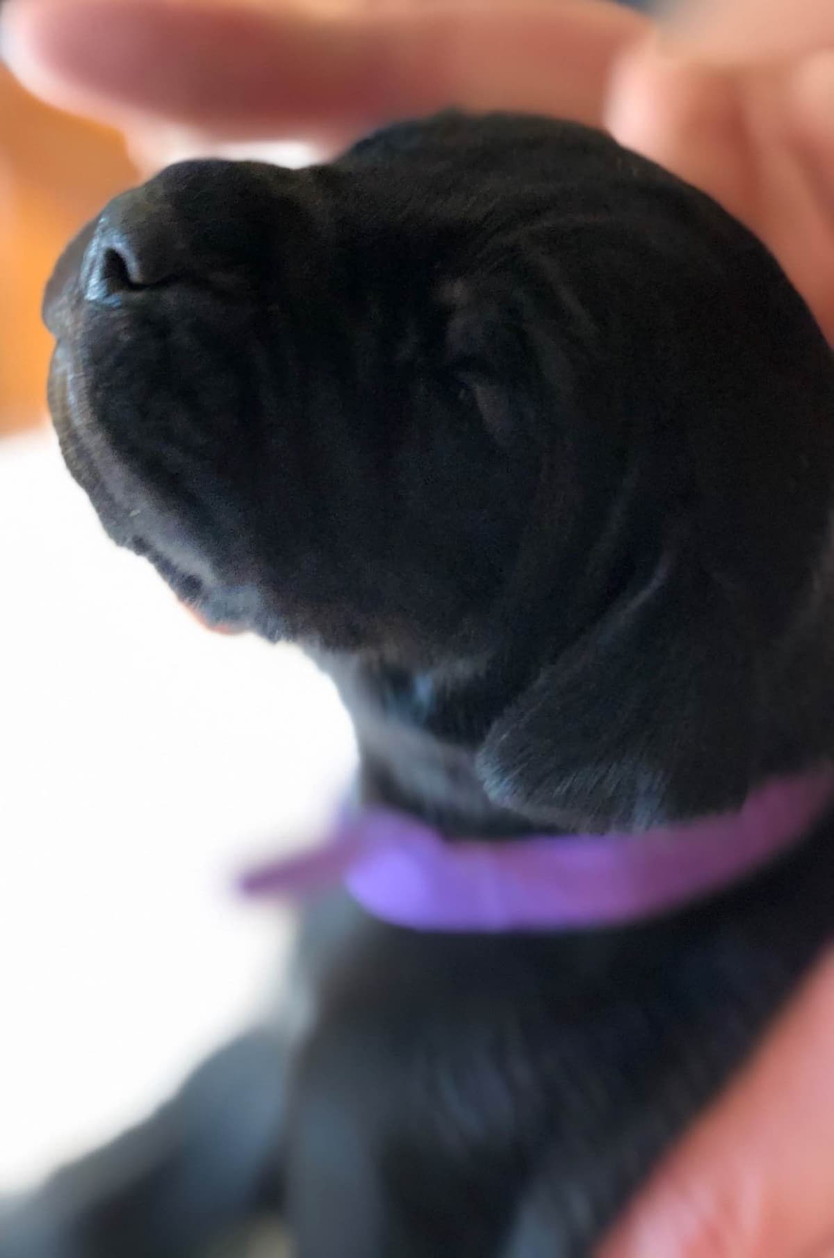 Brindle Great Dane Puppies breeder image 1