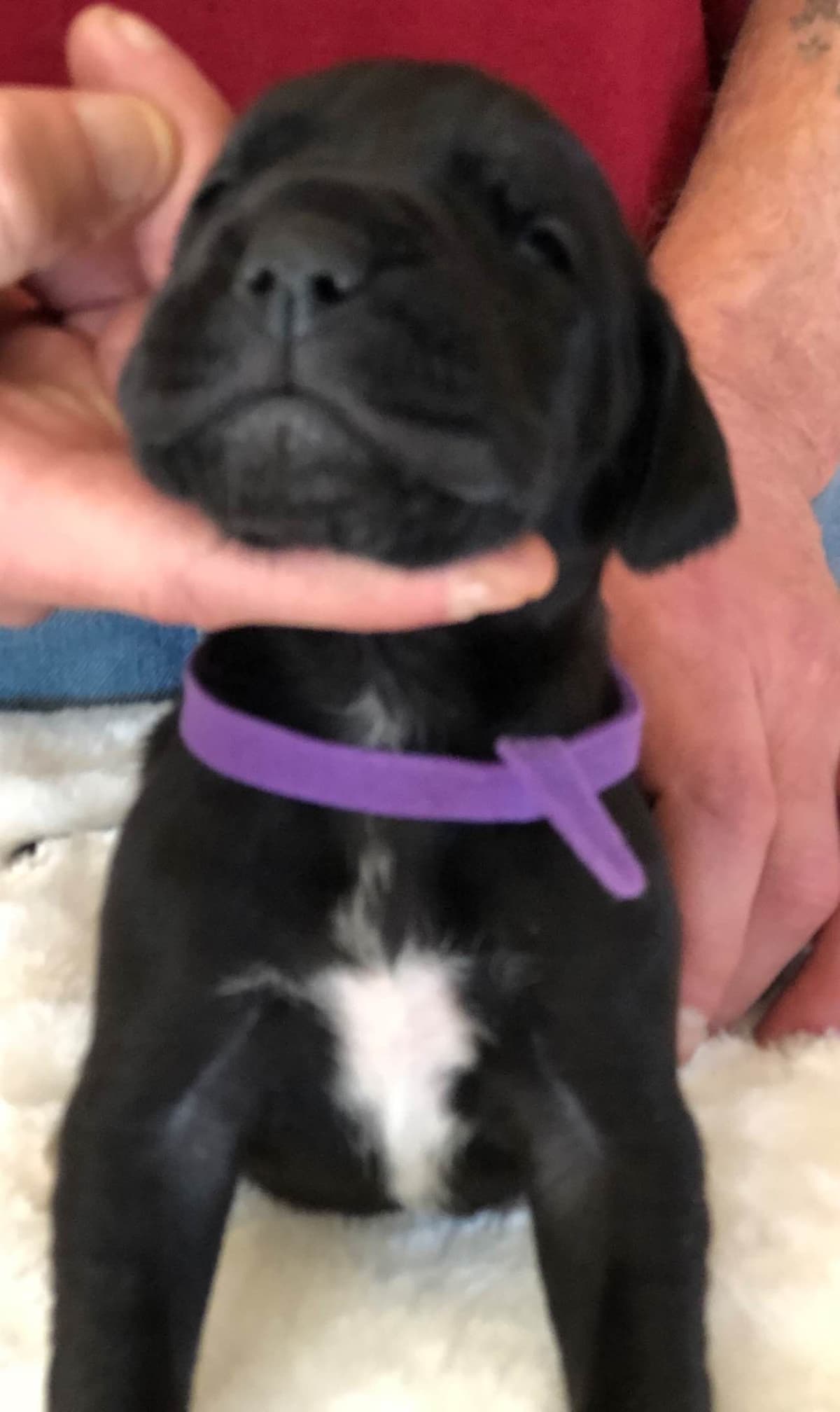 Brindle Great Dane Puppies breeder image 2