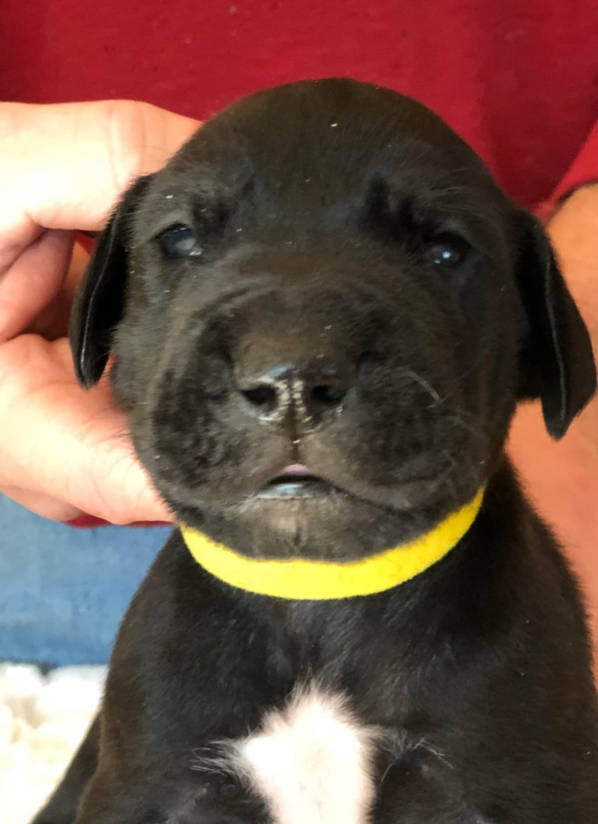 Brindle Great Dane Puppies breeder image 3