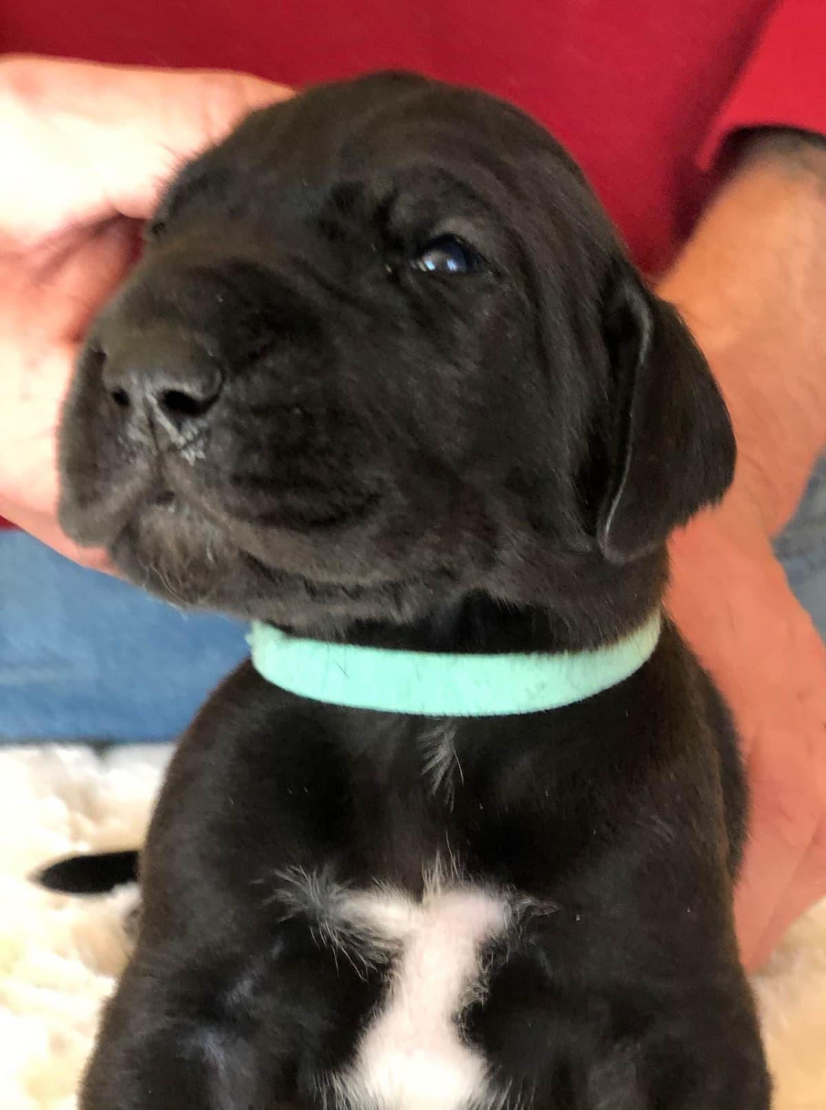 Brindle Great Dane Puppies breeder image 4