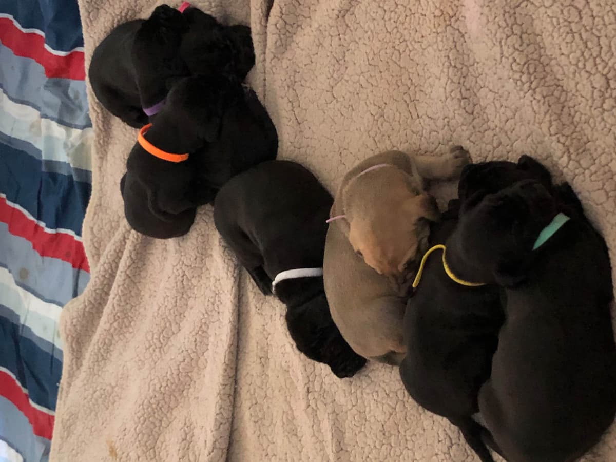Brindle Great Dane Puppies breeder image 5