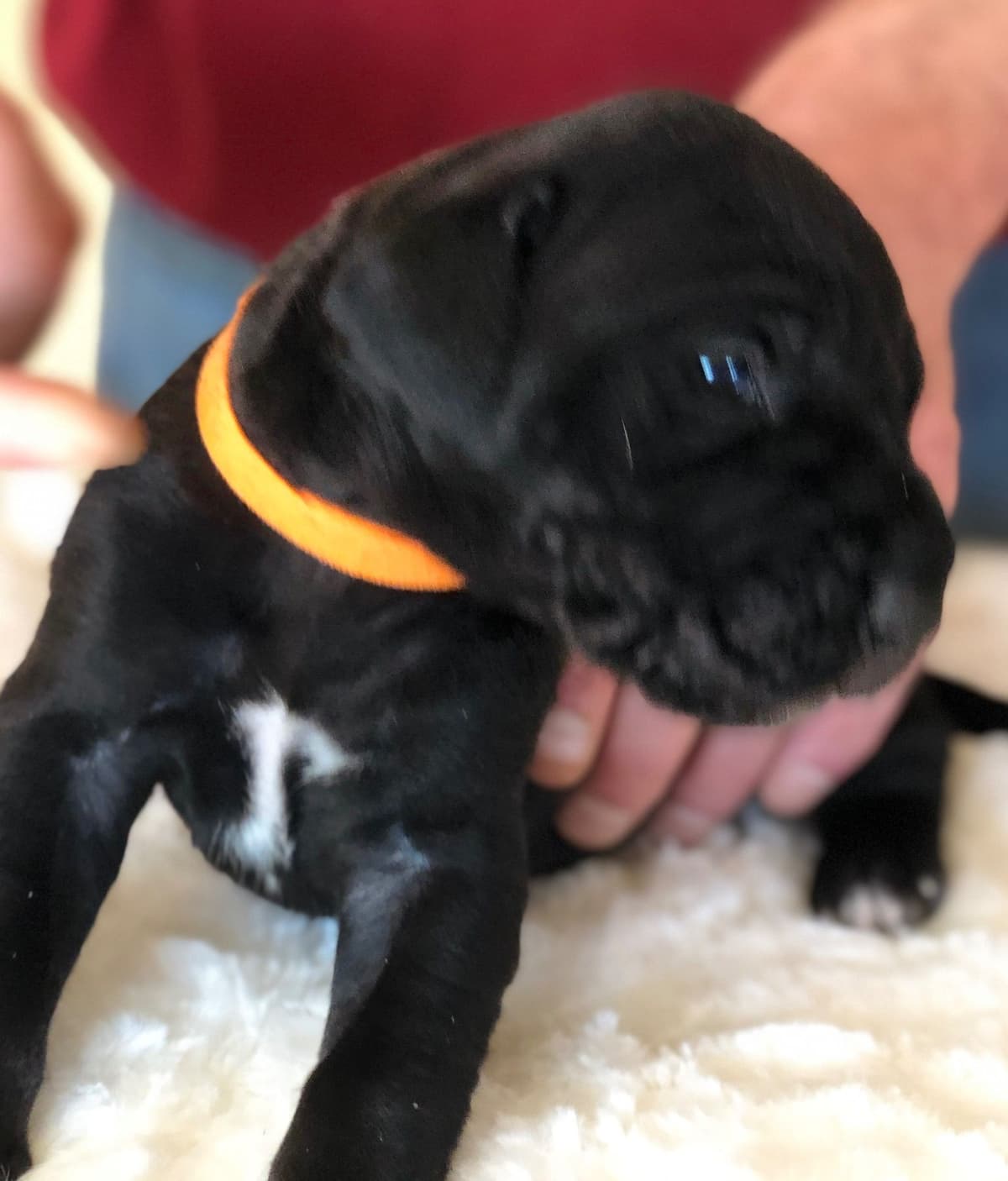 Brindle Great Dane Puppies breeder image 6