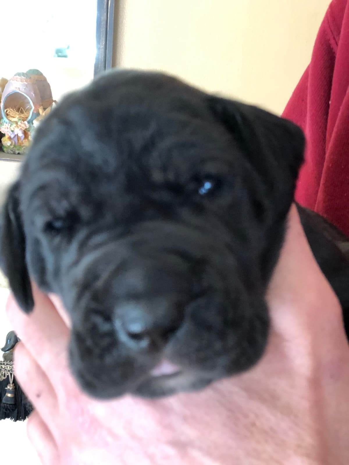 Brindle Great Dane Puppies breeder image 7
