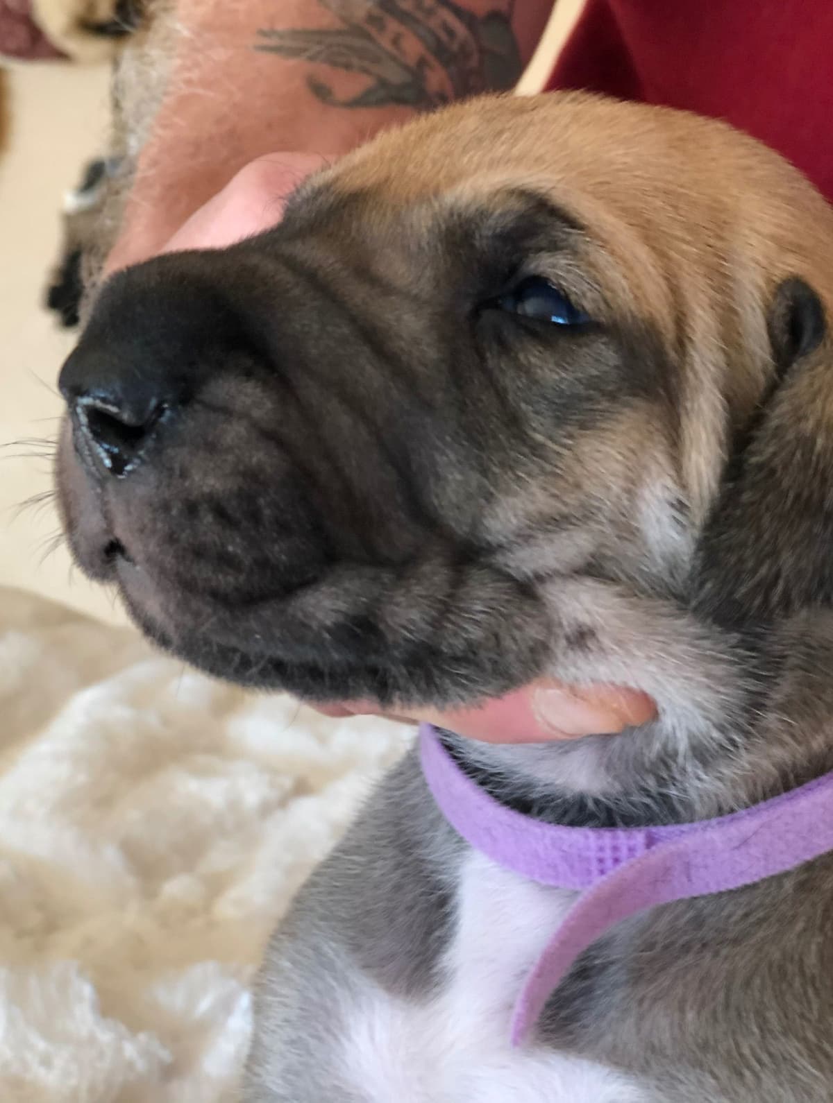 Brindle Great Dane Puppies breeder image 8