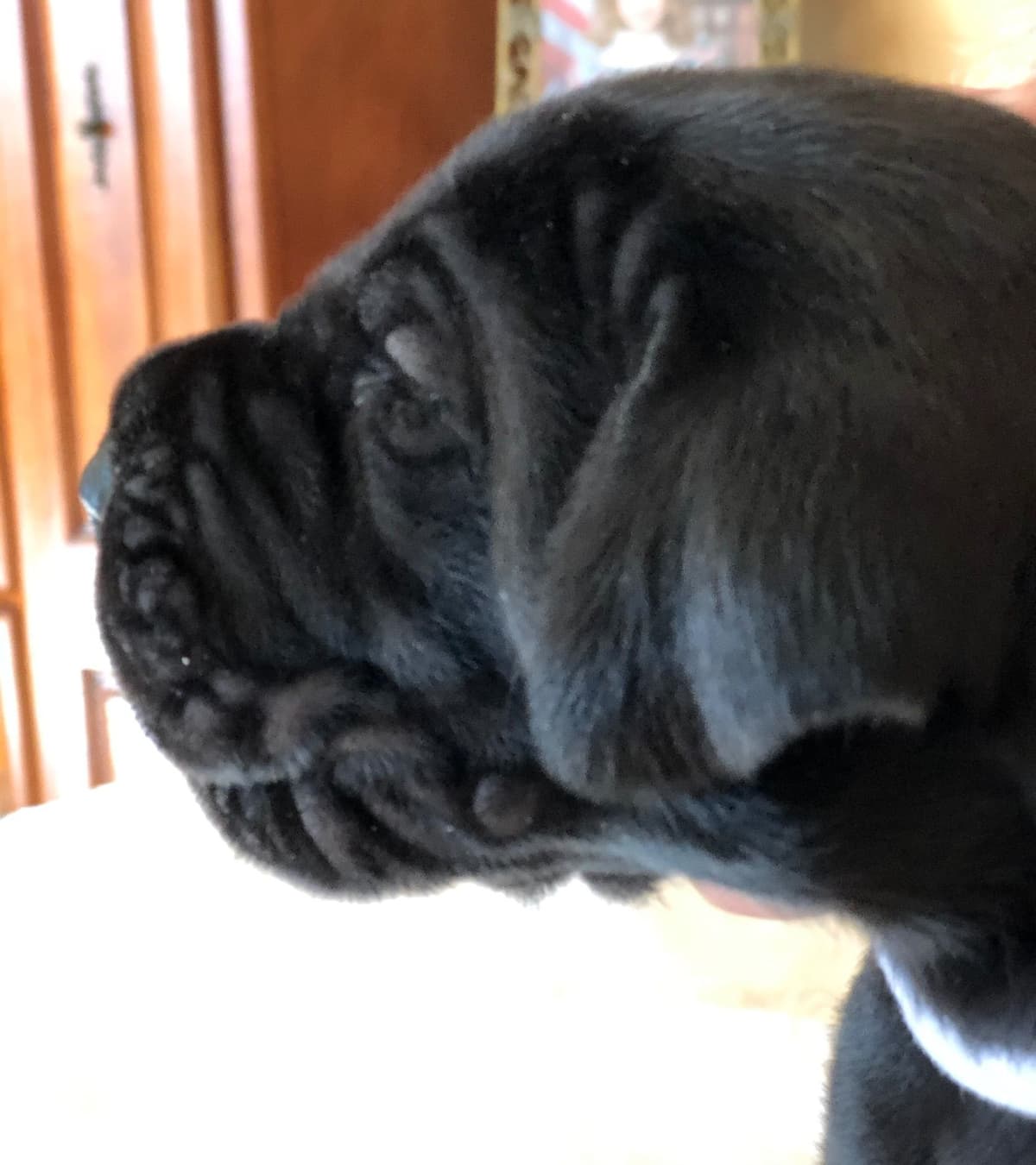 Brindle Great Dane Puppies breeder image 10