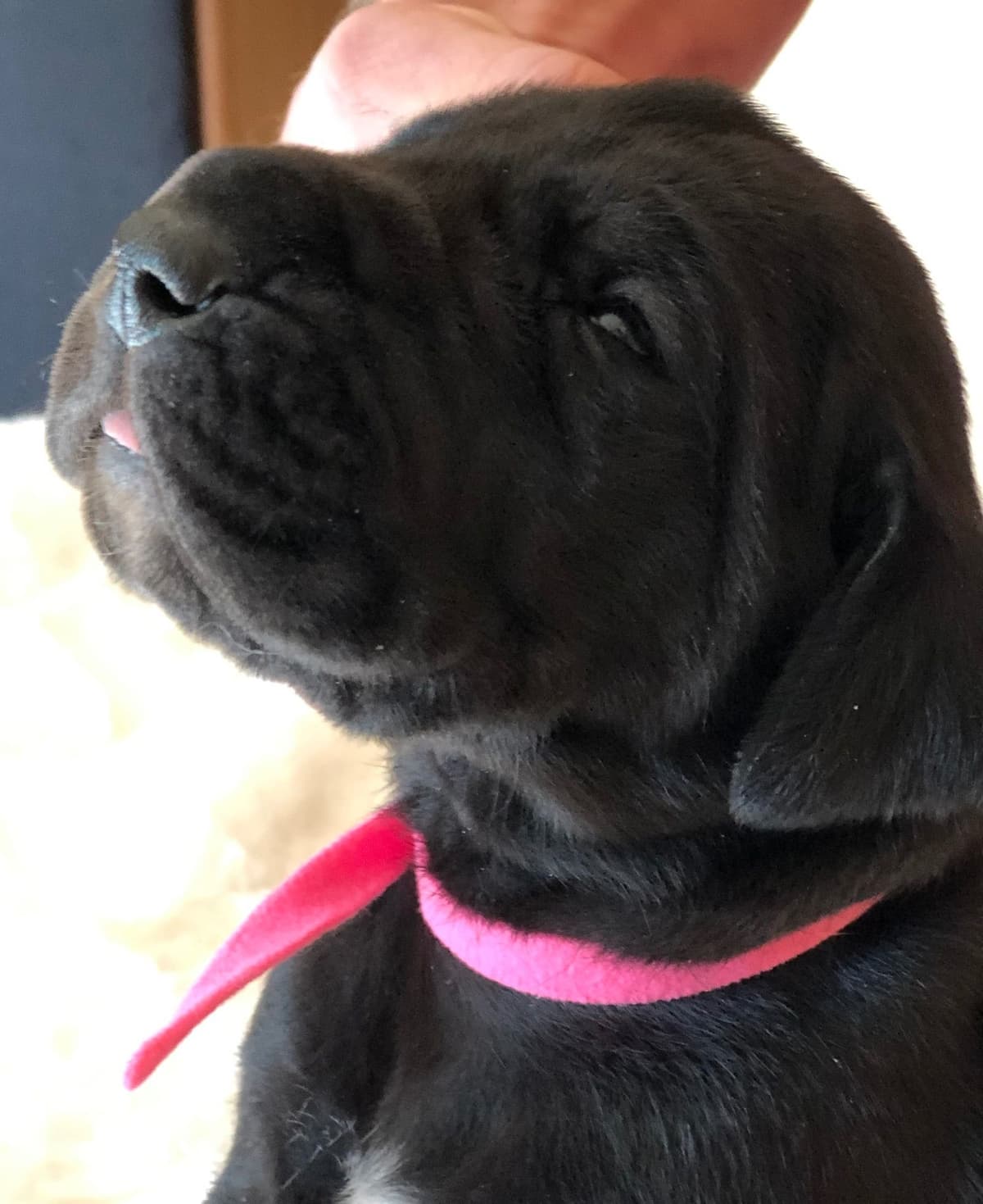 Brindle Great Dane Puppies breeder image 9