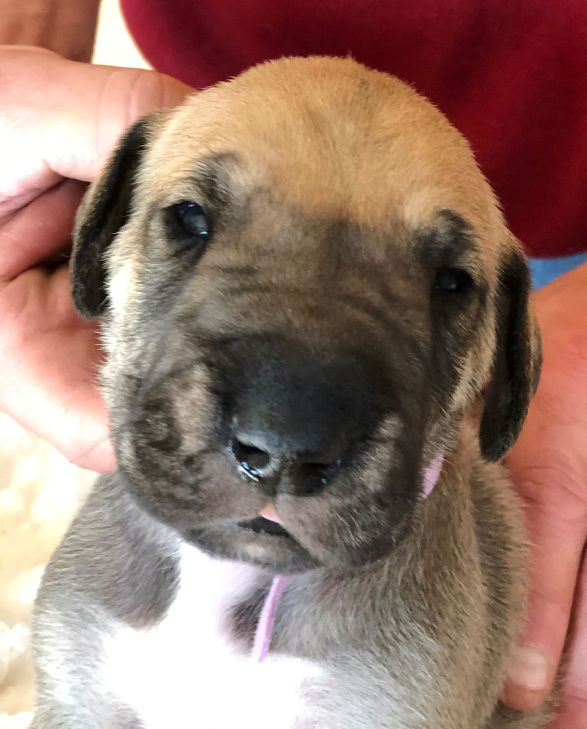 Brindle Great Dane Puppies breeder image 11