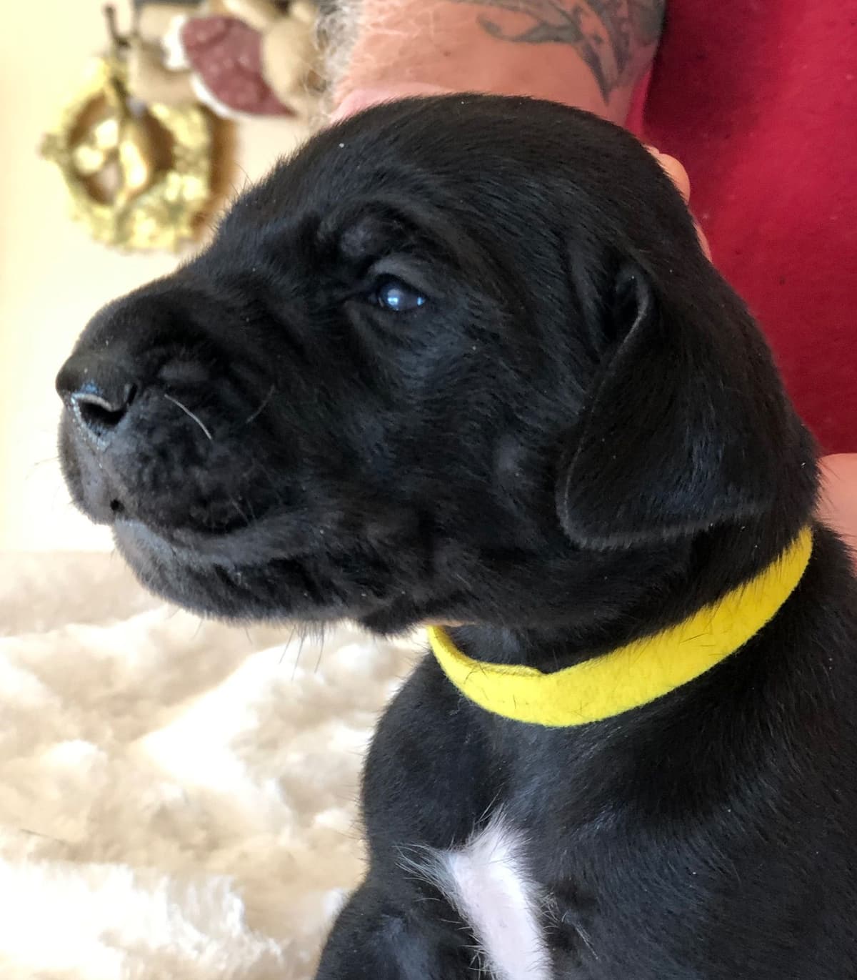 Brindle Great Dane Puppies breeder image 15