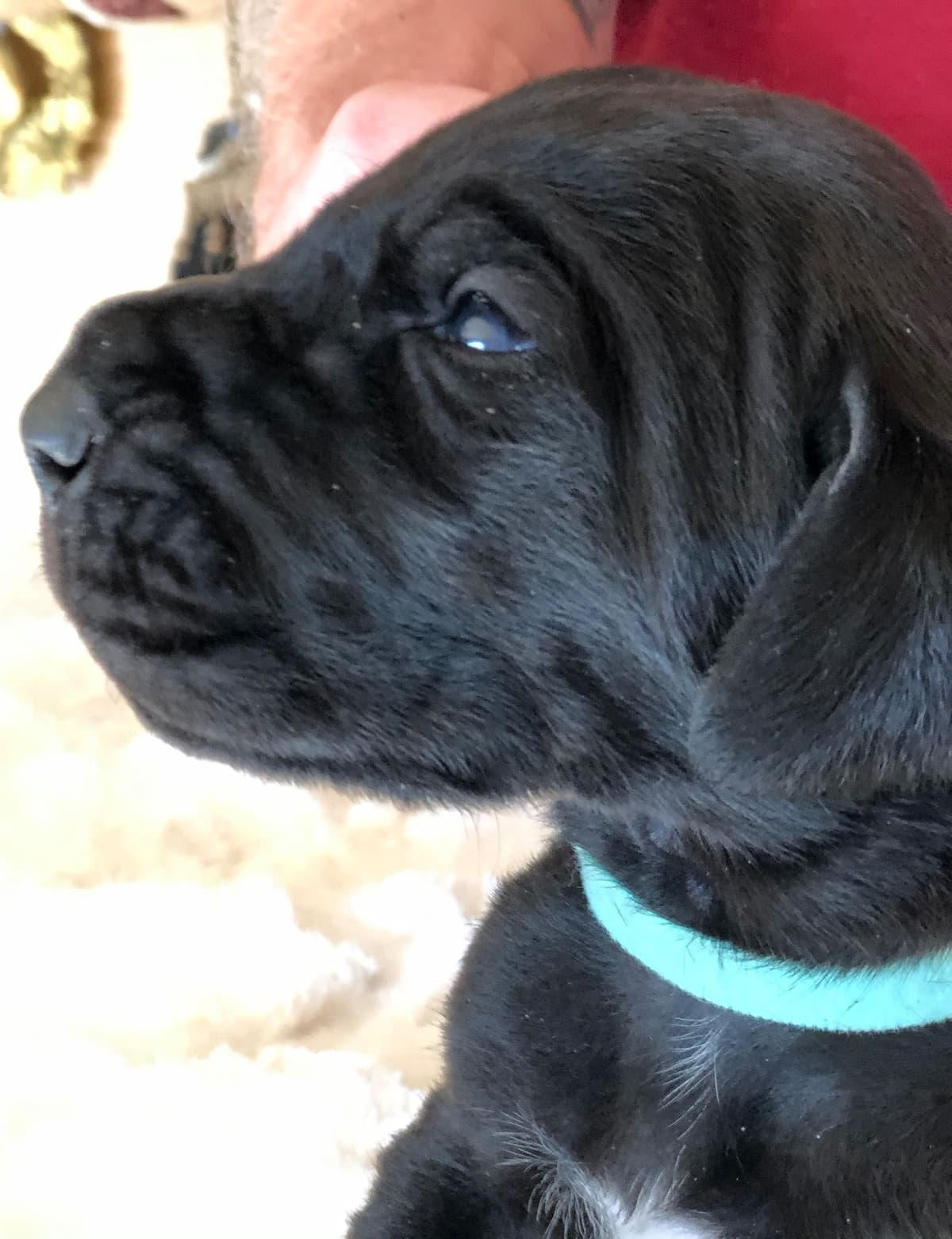 Brindle Great Dane Puppies breeder image 13