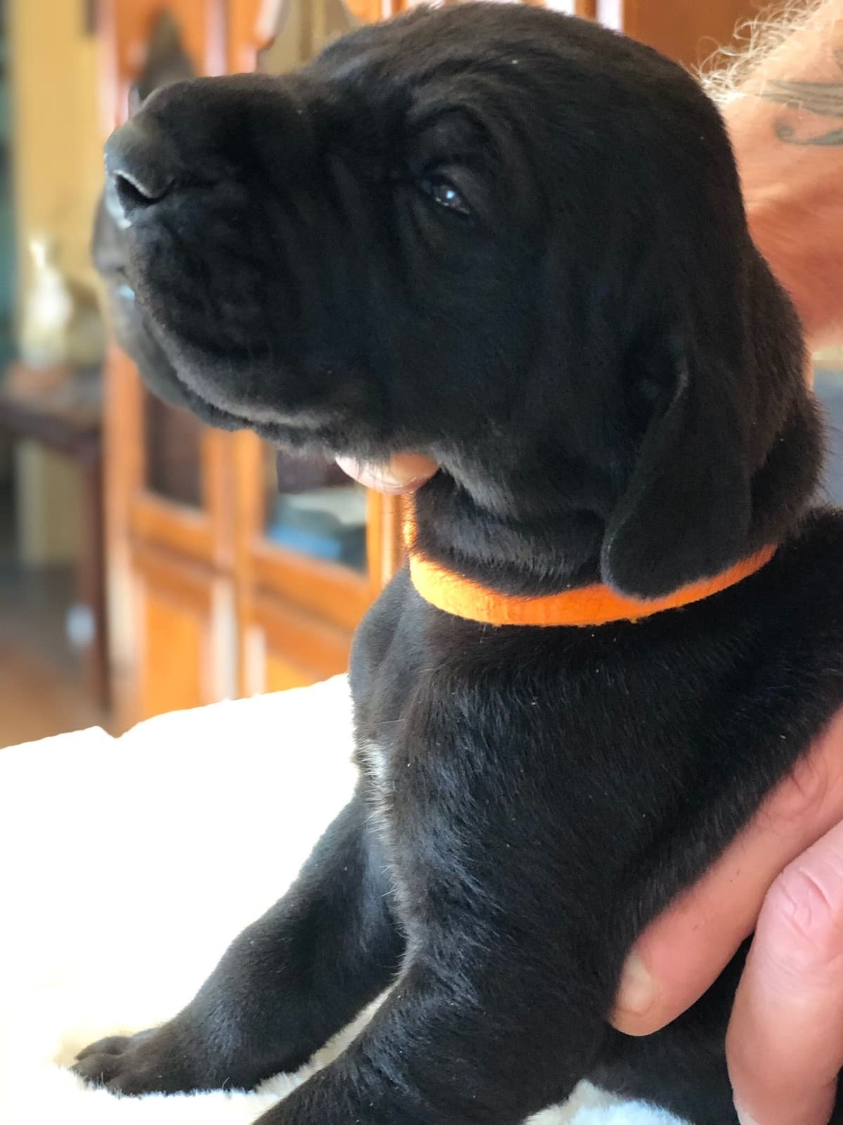 Brindle Great Dane Puppies breeder image 14