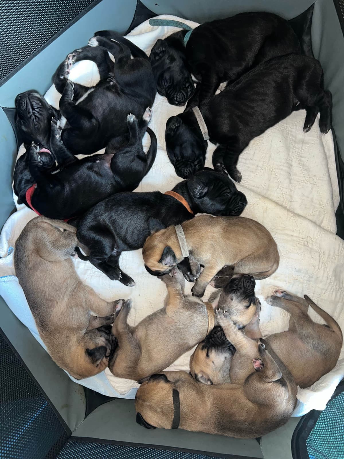 Brindle Great Dane Puppies breeder image 16