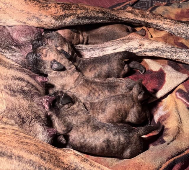 Brindle Great Dane Puppies media 3