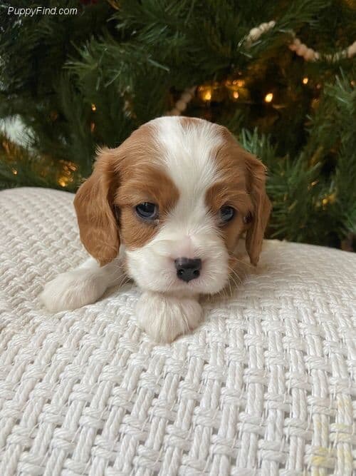 Cavalier King Charles Spaniel Puppies breeder image 2
