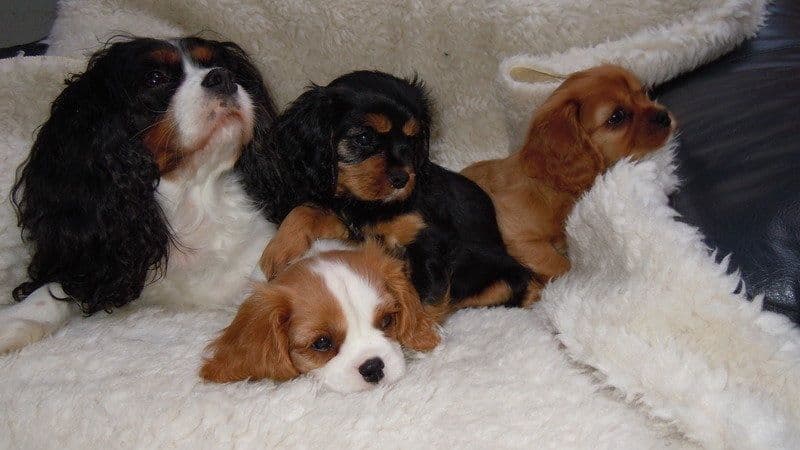 Cavalier King Charles Spaniel Puppies breeder image 1