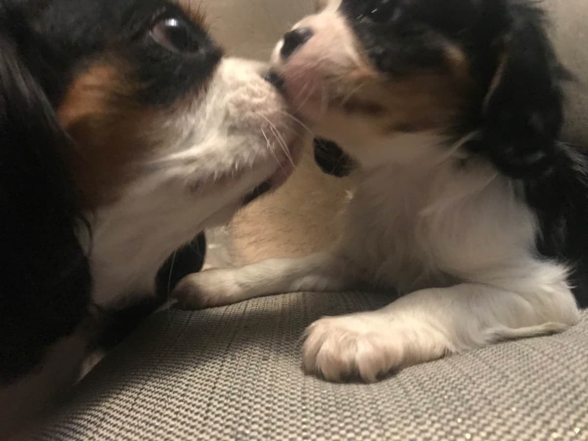 Cavalier King Charles Spaniel Puppies breeder image 3
