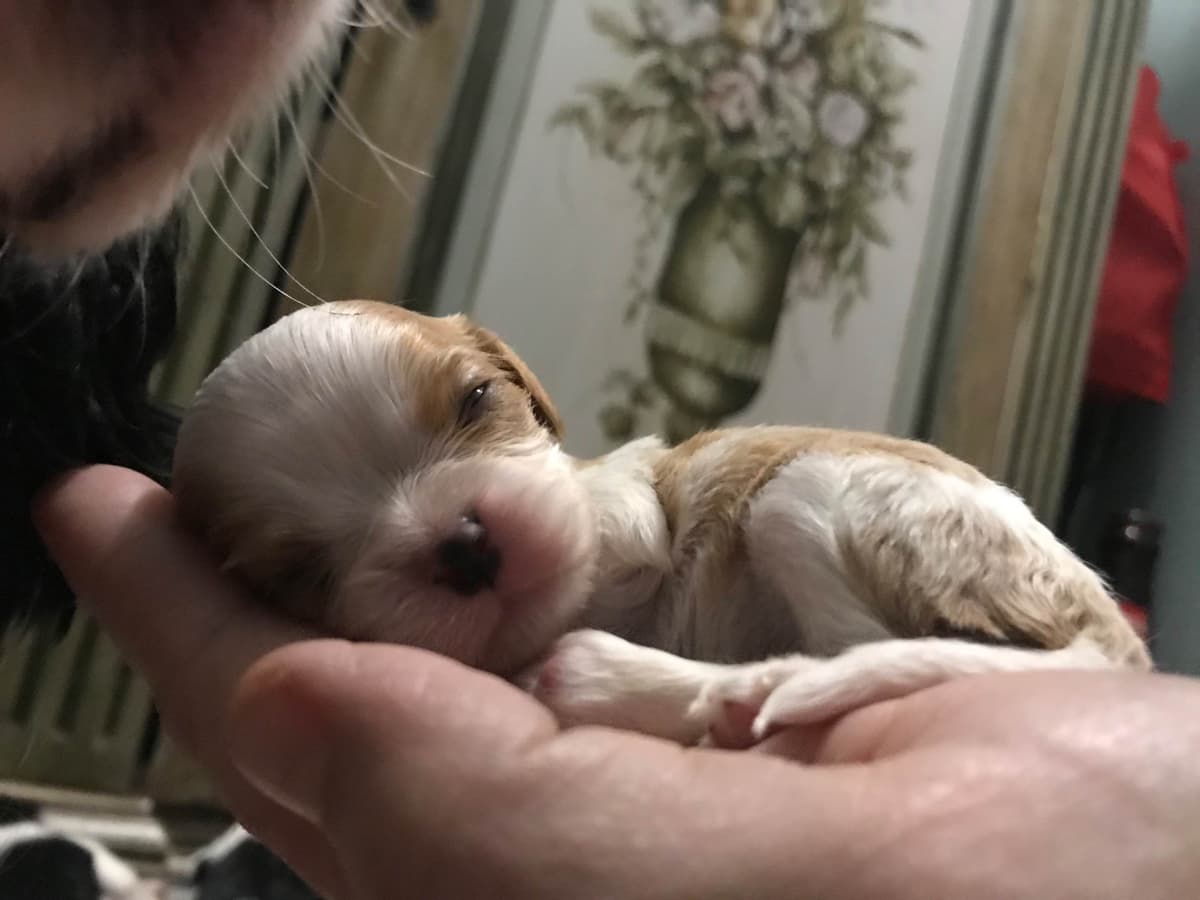 Cavalier King Charles Spaniel Puppies breeder image 4