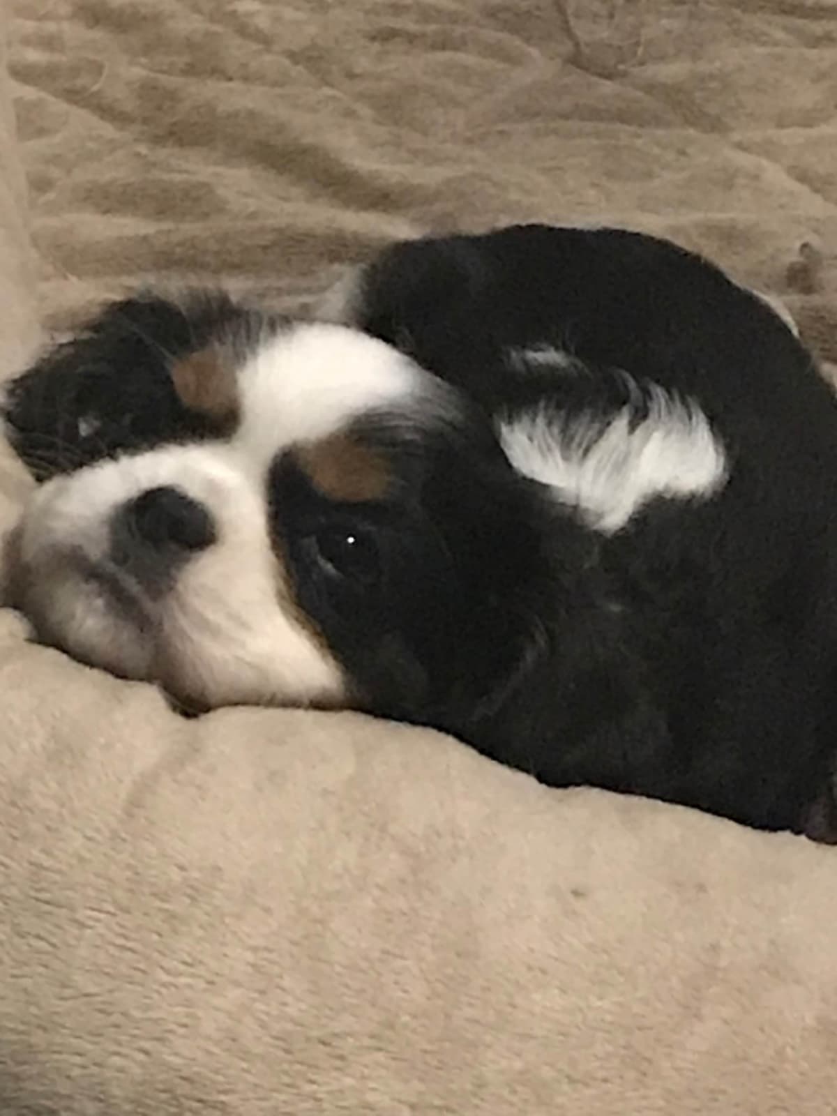 Cavalier King Charles Spaniel Puppies breeder image 5