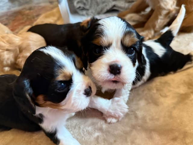Cavalier King Charles Spaniel Puppies media 2