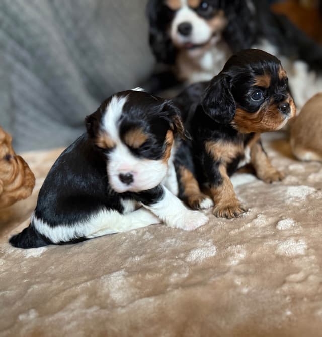 Cavalier King Charles Spaniel Puppies media 3