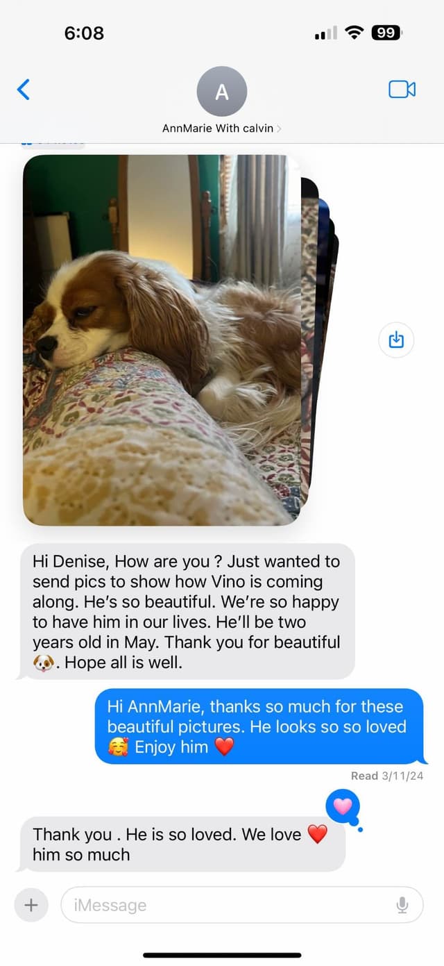 Cavalier King Charles Spaniel Puppies media 6