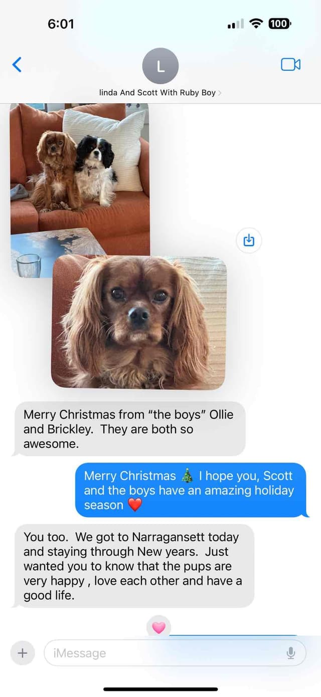 Cavalier King Charles Spaniel Puppies media 11