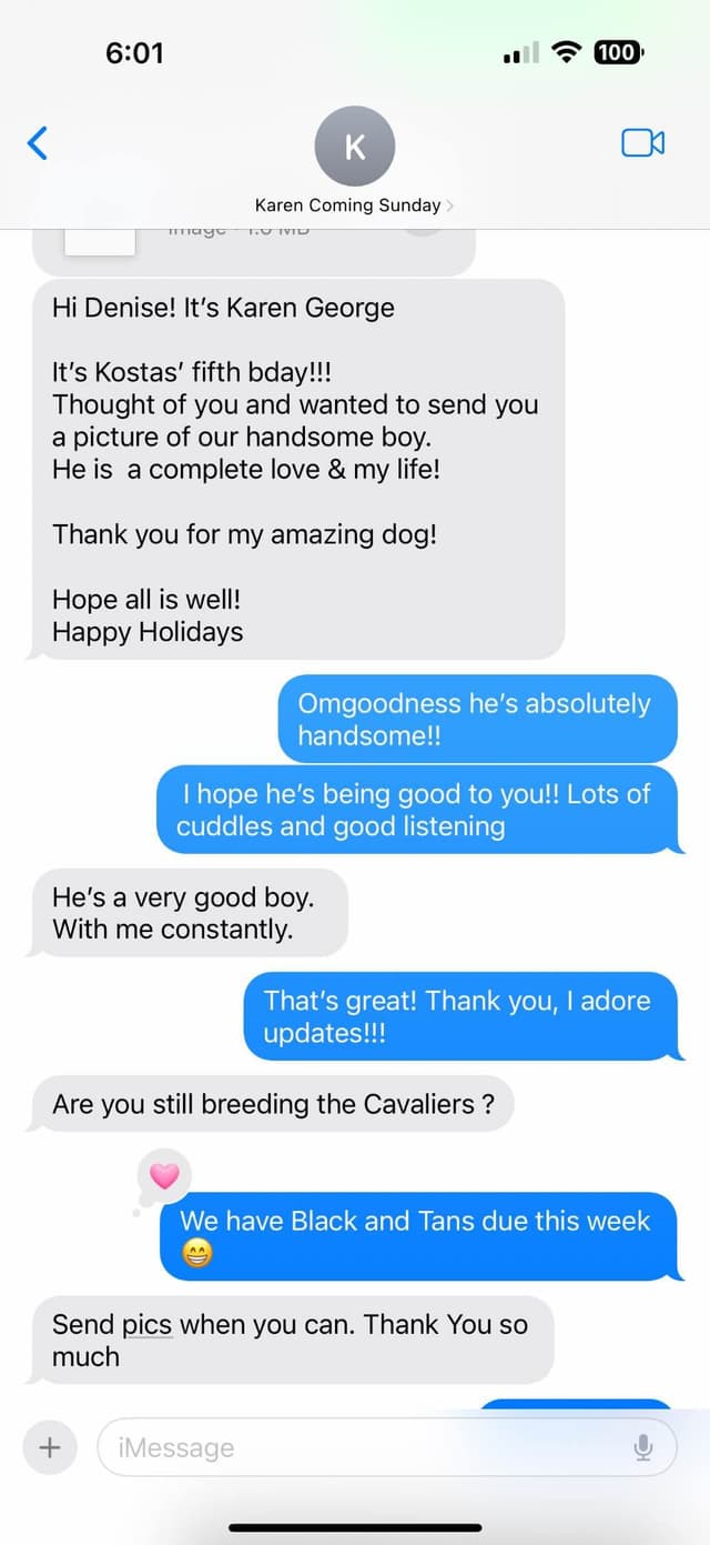 Cavalier King Charles Spaniel Puppies media 9