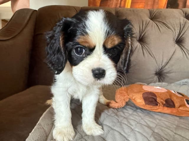 Cavalier King Charles Spaniel Puppies media 17