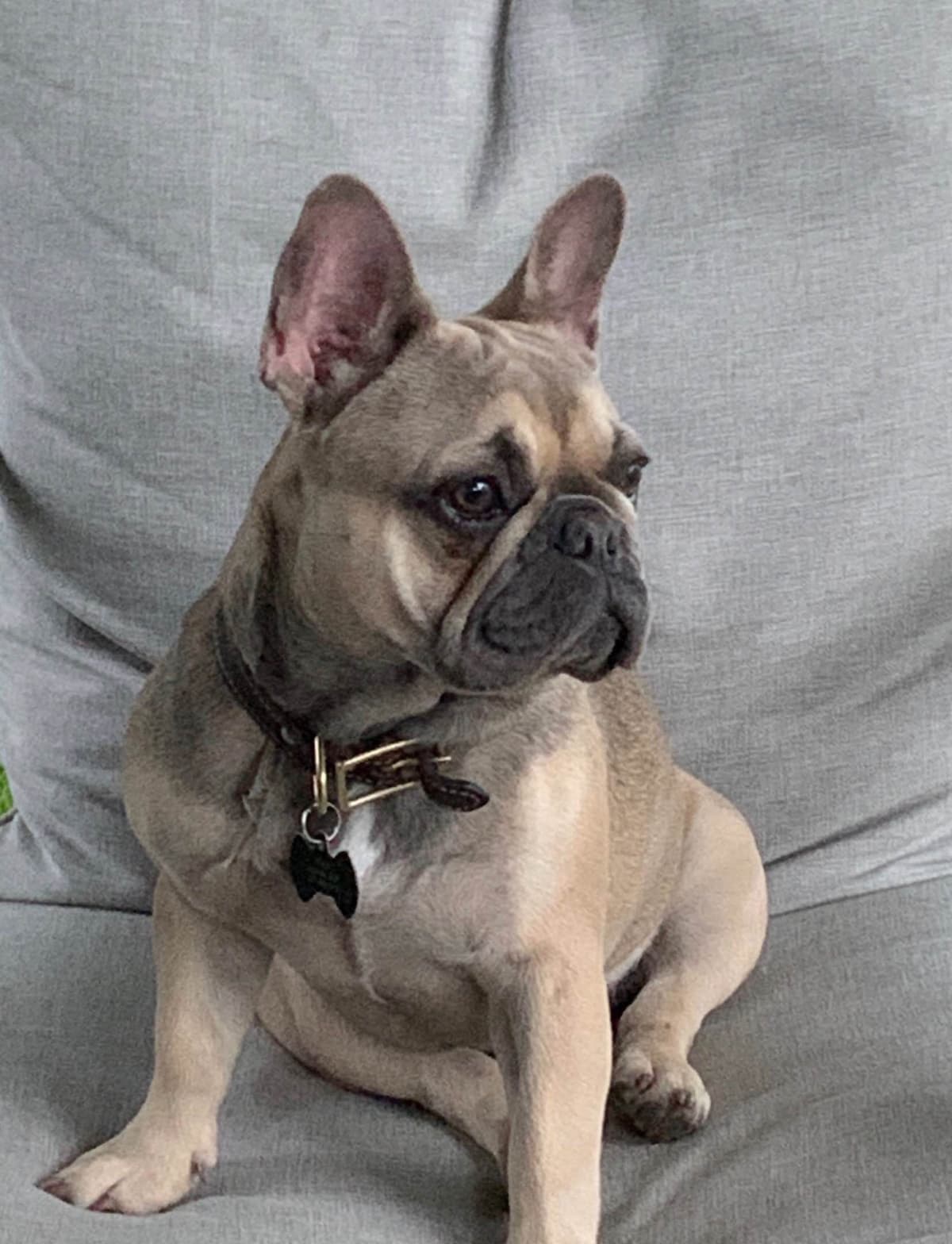 AKC French bulldog puppy breeder image 5