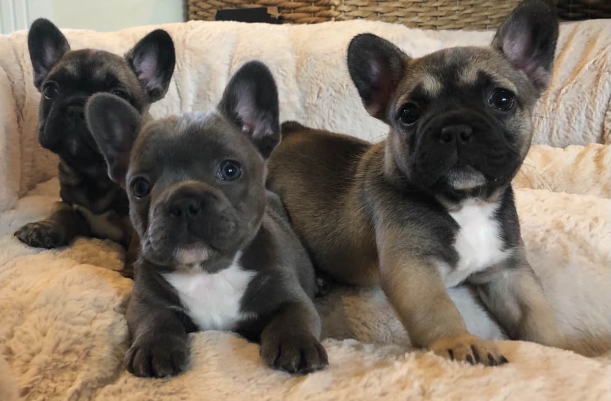AKC French bulldog puppy breeder image 6