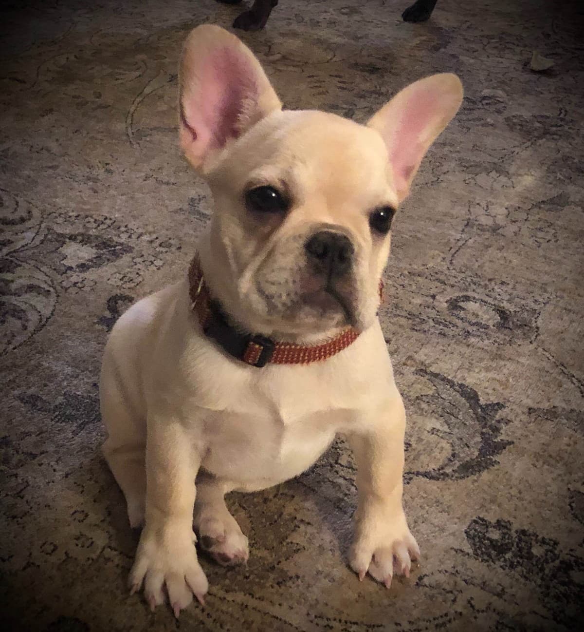 AKC French bulldog puppy breeder image 7