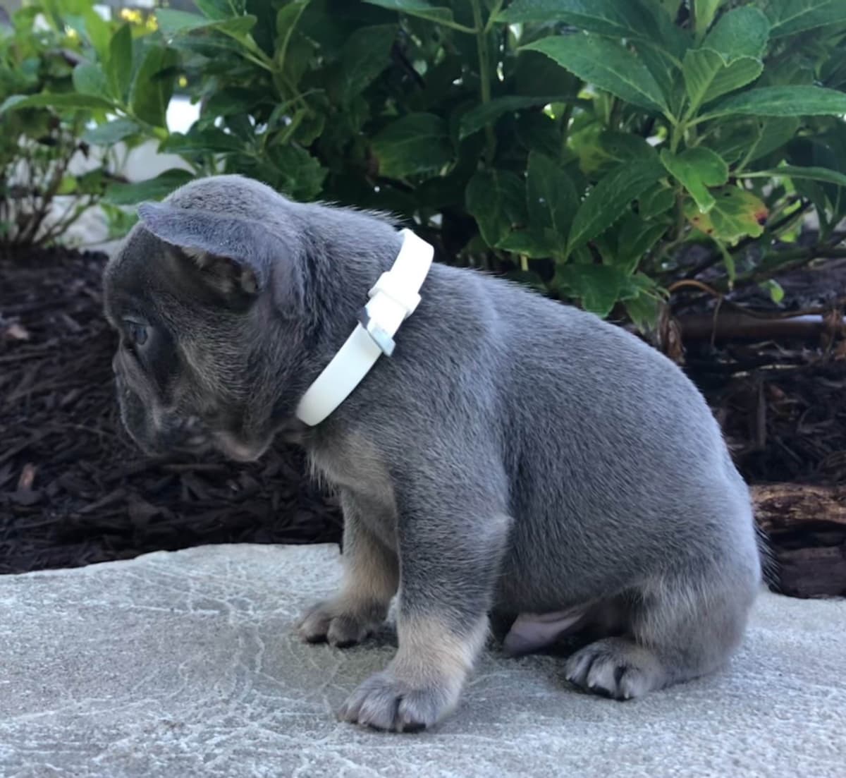 AKC French bulldog puppy breeder image 4